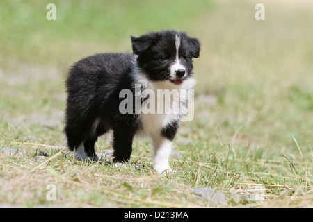Hund Border Collie Welpen schwarz und weiß stehen auf einer Wiese Stockfoto