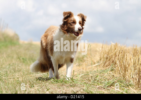 Hund Border Collie Erwachsenen rot und weiß stehen auf einer Wiese Stockfoto