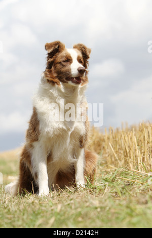 Hund Border Collie Erwachsenen rot und weiß, die sitzen in einem Feld Stockfoto