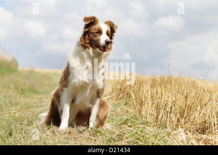 Hund Border Collie Erwachsenen rot und weiß, die sitzen in einem Feld Stockfoto