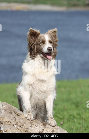 Hund Border Collie Erwachsenen lila und weißen stehend auf einem Felsen Stockfoto