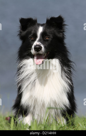 Hund Border Collie Erwachsenen schwarz / weiss portrait Stockfoto