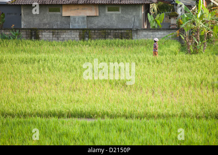 BALI - 2 FEBRUAR. Frau zu Fuß durch ihre Reisfeld auf 24. Februar 2012 in Bali, Indonesien. Stockfoto