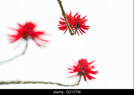 Erythrina Flabelliformis, Puerto De La Cruz, Teneriffa, Kanarische Inseln, Spanien, Europa Stockfoto