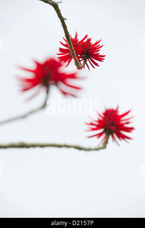 Erythrina Flabelliformis, Puerto De La Cruz, Teneriffa, Kanarische Inseln, Spanien, Europa Stockfoto