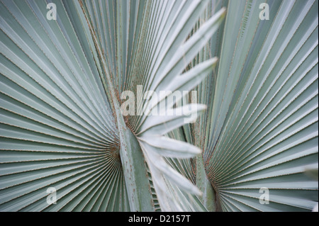 Washingtonia Palme Blätter, Puerto De La Cruz, Teneriffa, Kanarische Inseln, Spanien, Europa Stockfoto