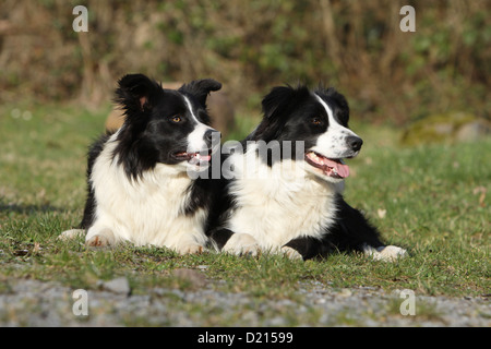 Hund Border Collie zwei Erwachsene schwarz und weiß in einer Wiese liegen Stockfoto