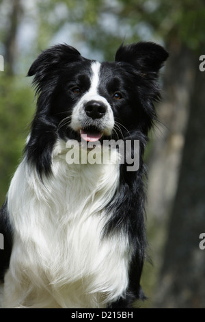 Hund Border Collie Erwachsenen schwarz / weiss portrait Stockfoto