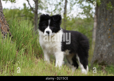 Hund Border Collie Welpen schwarz und weiß stehen auf dem Rasen Stockfoto