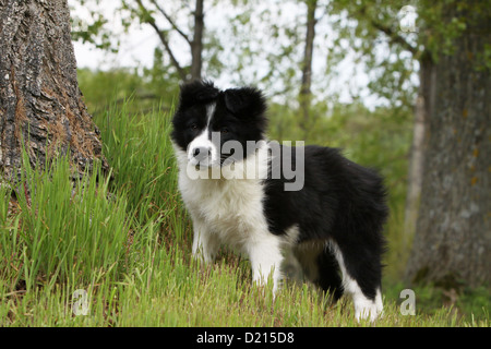 Hund Border Collie Welpen schwarz und weiß stehen auf dem Rasen Stockfoto