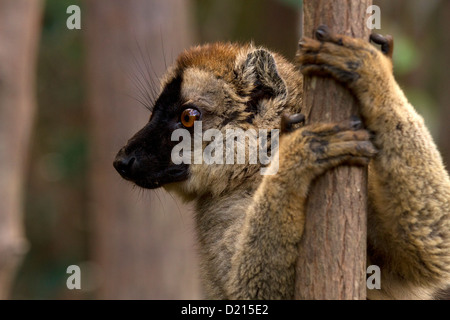 Gemeinsamen braune Lemur Eulemur Fulvus, klammerte sich an den Baum Stockfoto