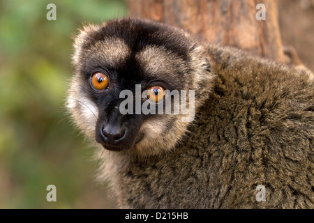 Gemeinsamen brauner Lemur Eulemur Fulvus, Uhren Stockfoto