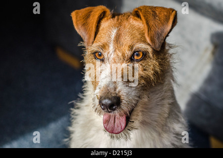 Parson Jack Russell Terrier Hund Stockfoto