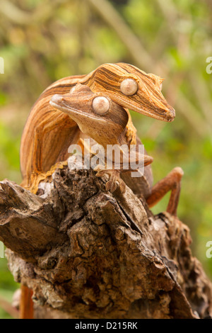 Blatt-Tail Gecko Uroplatus Lineatus auf einem Baumstamm ausgekleidet Stockfoto