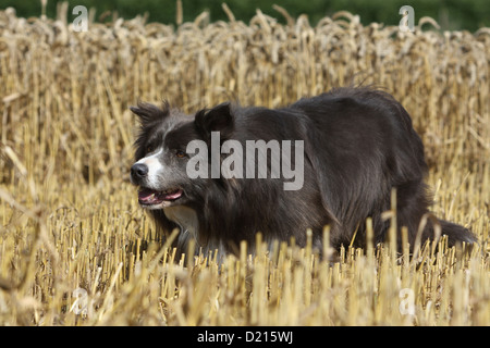 Erwachsener Hund Border Collie Stockfoto