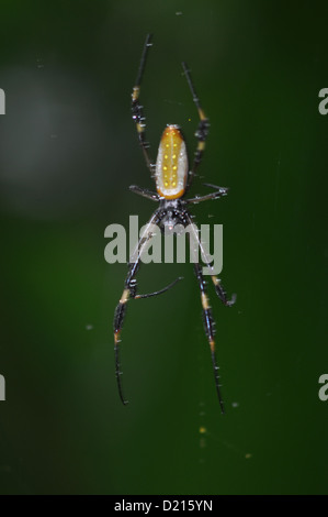 Sarapiquí (Costa Rica): Spinne in der Selva Verde Lodge Stockfoto