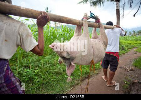 BALI - JANUAR 30. Männer tragen Schwein zum Schlachten für Galungan Zeremonie am 30. Januar 2012 in Bali, Indonesien. Stockfoto