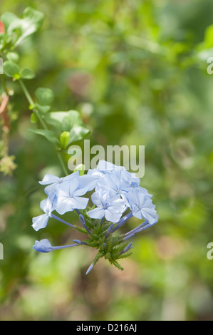 Cape Leadwort, Plumbago auriculata Stockfoto