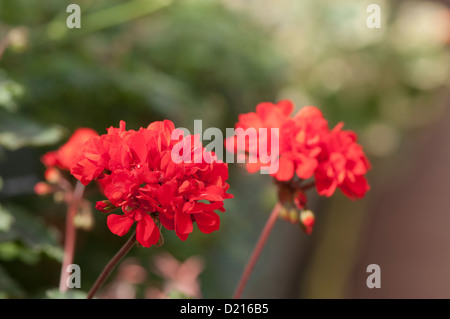 Pelargonium "Edith Steane" Stockfoto