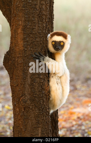 Verreaux Sifaka (Propithecus Verreauxi) entspannen Sie in einem Baum Stockfoto