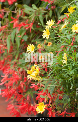 Leuchtend gelbe Osteospermums, afrikanische Gänseblümchen mit Begonie "Million Kisses Hingabe" und Calibrachoa "Can-Can" im Hintergrund Stockfoto