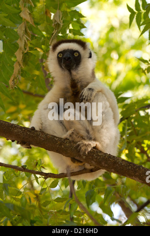 Verreaux Sifaka (Propithecus Verreauxi) entspannen Sie in einem Baum Stockfoto
