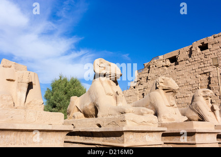 Eine Linie der Sphinx-Statuen den Eingang zu den Karnak-Tempel-Komplex in Luxor, Ägypten Stockfoto