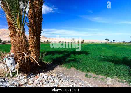 Ein Esel steht neben einer grünen kultiviert Ernte in Luxor, Ägypten mit Wüste Berge im Hintergrund Stockfoto