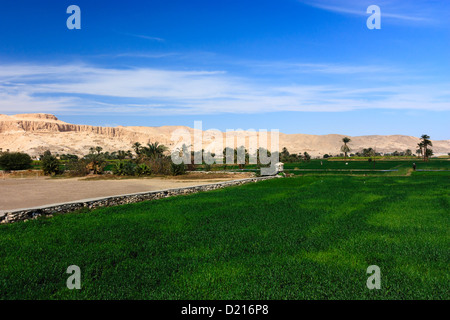 Grüne Pflanzen weichen Sandwüste in der Stadt Luxor. Die alten Hatschepsut-Tempel im Hintergrund Stockfoto
