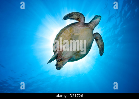 Green Sea Turtle Chelonia Mydas schwimmen über ein Korallenriff, Coral Sea, Great Barrier Reef, Pazifik, Queensland Australien