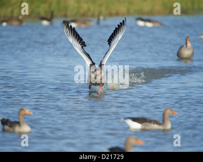 Graugans im Flug Stockfoto