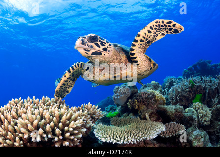 Hawksbill Schildkröten Eretmochelys Imbricata schwimmen über ein Korallenriff, Coral Sea, Great Barrier Reef, Queensland, Australien Stockfoto