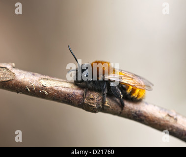 Tawny Mining Bee Makro Stockfoto