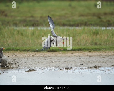 Graugans im Flug Stockfoto