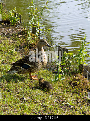 Stockente mit einzelnen Entlein Stockfoto