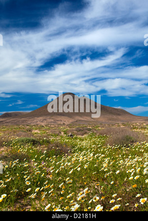 Im Norden von Fuerteventura, Girlande chrysamthemum Blume nach dem Winterregen um Montana de la Mareta Stockfoto