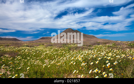 im Landesinneren nördlichen Fuerteventura, Kranz Chrysamthemum Blume nach um Montana De La Mareta Winterregen Stockfoto
