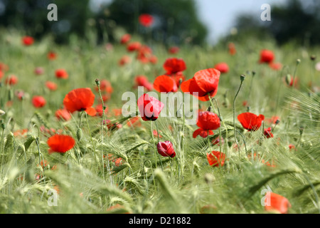 Leipzig, Deutschland, Mohnblumen in einem Feld von Gerste Stockfoto