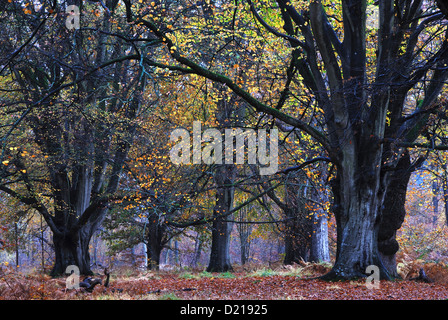 Blick auf Savernake Wald im Herbst, Wiltshire, UK. Herbst Stockfoto