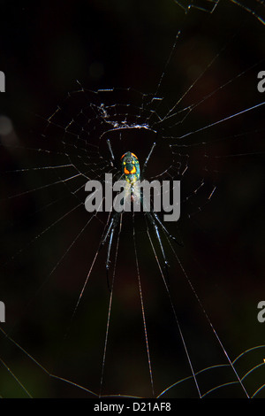 Ein Obstgarten Spinne hängt in der web Stockfoto