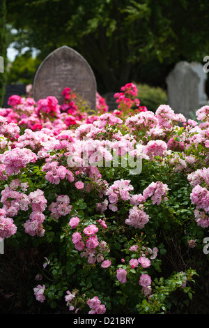 Rosensträucher wachsen unter den alten Grabsteinen. Ein Friedhof in Christchurch, Canterbury, Südinsel, Neuseeland. Stockfoto