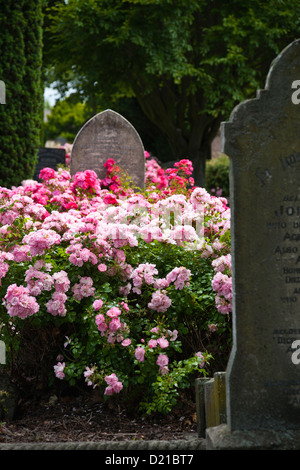 Rosensträucher wachsen unter den alten Grabsteinen. Ein Friedhof in Christchurch, Canterbury, Südinsel, Neuseeland. Stockfoto