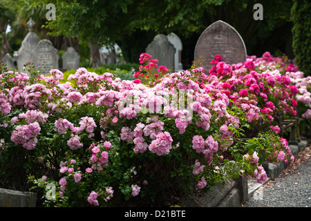 Rosensträucher wachsen unter den alten Grabsteinen. Ein Friedhof in Christchurch, Canterbury, Südinsel, Neuseeland. Stockfoto