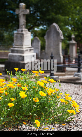 Gelbe California Poppies wildwachsenden auf einem Friedhof. Christchurch, Canterbury, Südinsel, Neuseeland. Stockfoto