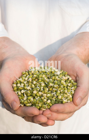Hände halten sprießen Mungobohnen Stockfoto