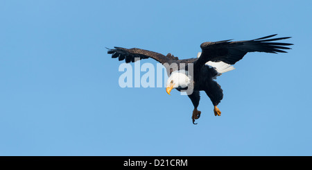 Weißkopf-Seeadler (Haliaeetus Leucocephalus) taucht auf einem auftauchen Kokanee Salmon, Idaho Stockfoto