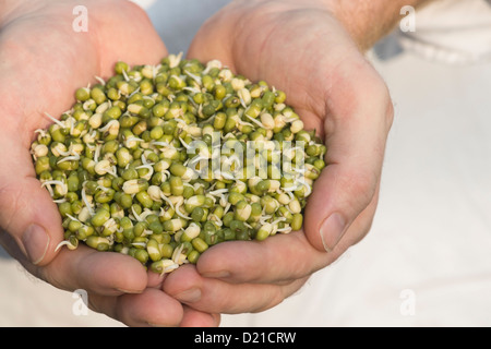 Hände halten sprießen Mungobohnen Stockfoto