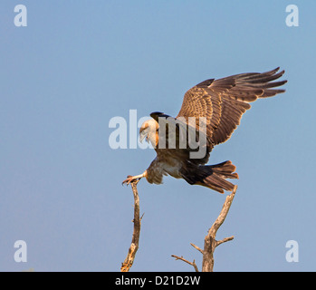 braune Schlange Adler landen Stockfoto