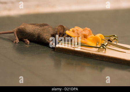 Maus in einer Mausefalle mit Erdnussbutter Ködern gefangen Stockfoto