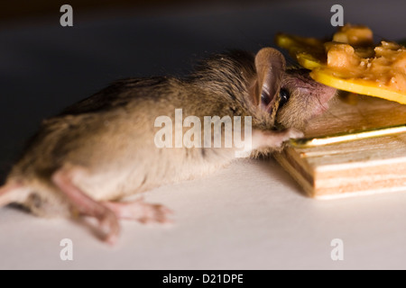 Maus in einer Mausefalle mit Erdnussbutter Ködern gefangen Stockfoto